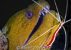 Malaysia, Mabul, moray eel, green moray, symbiotic, shrim... by Beverly Speed 